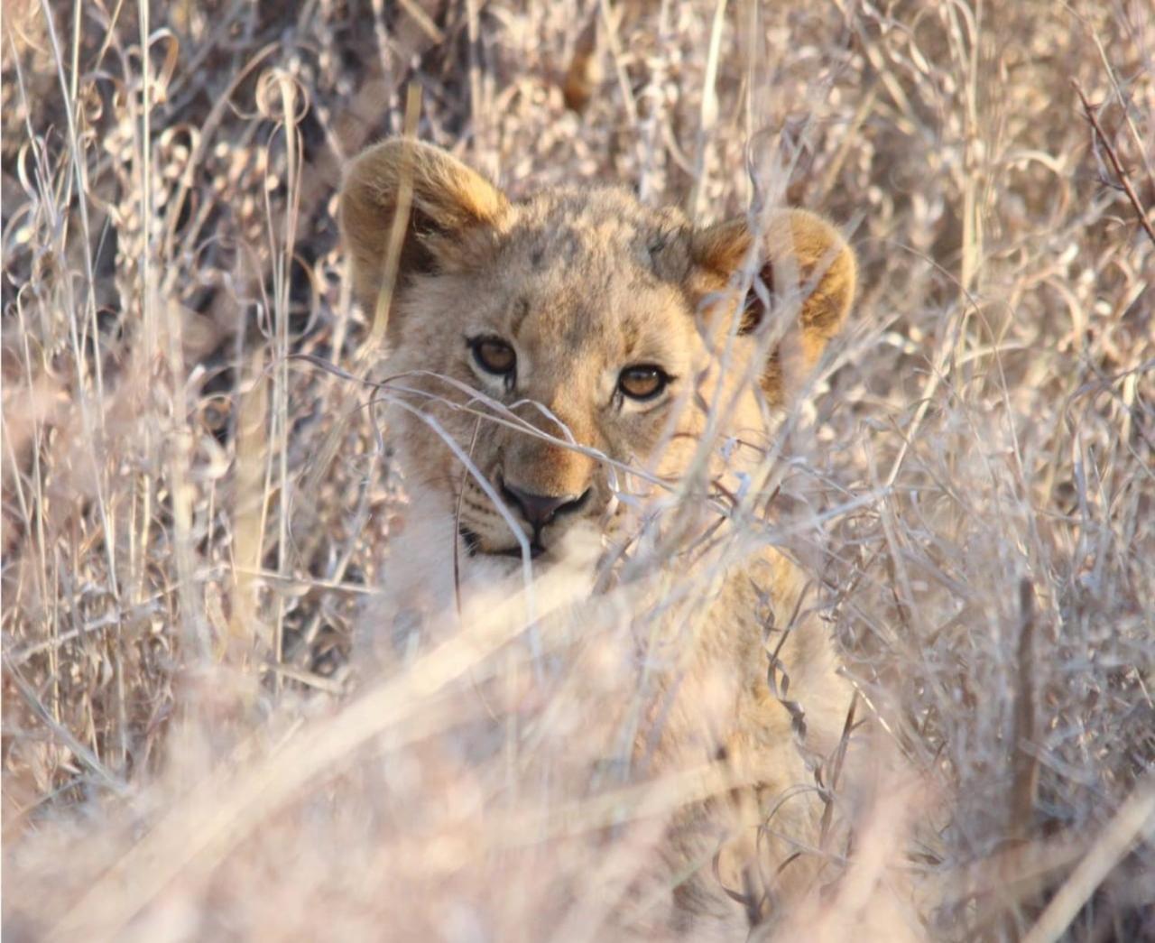 Motswiri Private Safari Lodge Мадікве-Ґейм-Резерв Екстер'єр фото