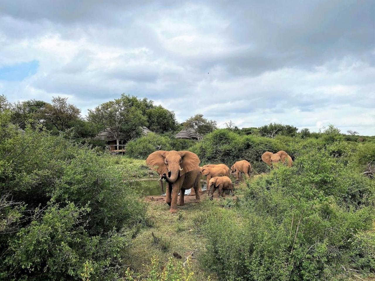 Motswiri Private Safari Lodge Мадікве-Ґейм-Резерв Екстер'єр фото