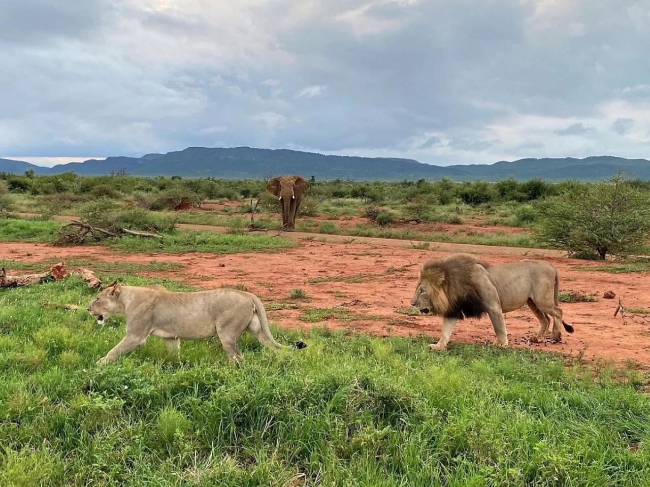 Motswiri Private Safari Lodge Мадікве-Ґейм-Резерв Екстер'єр фото