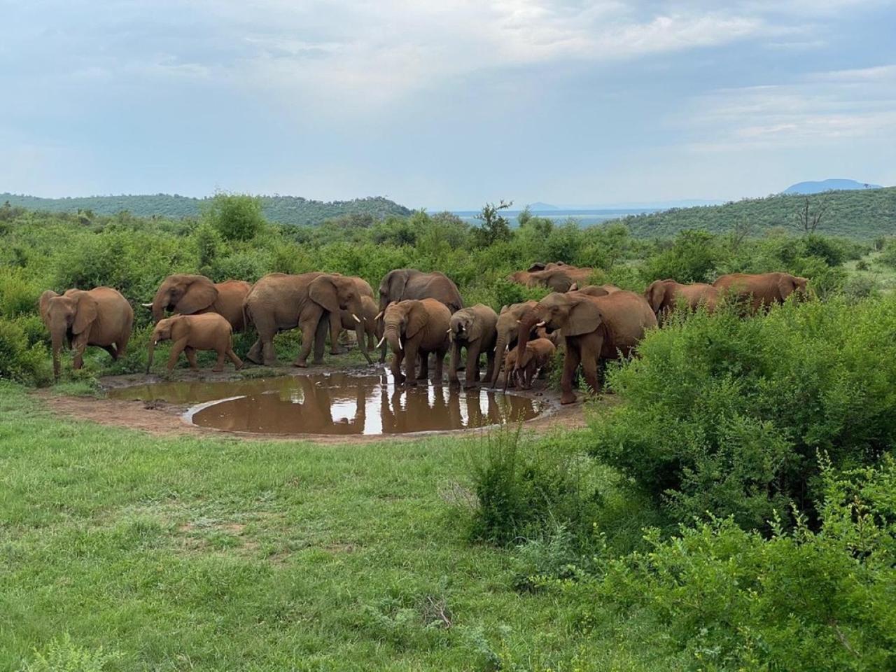 Motswiri Private Safari Lodge Мадікве-Ґейм-Резерв Екстер'єр фото